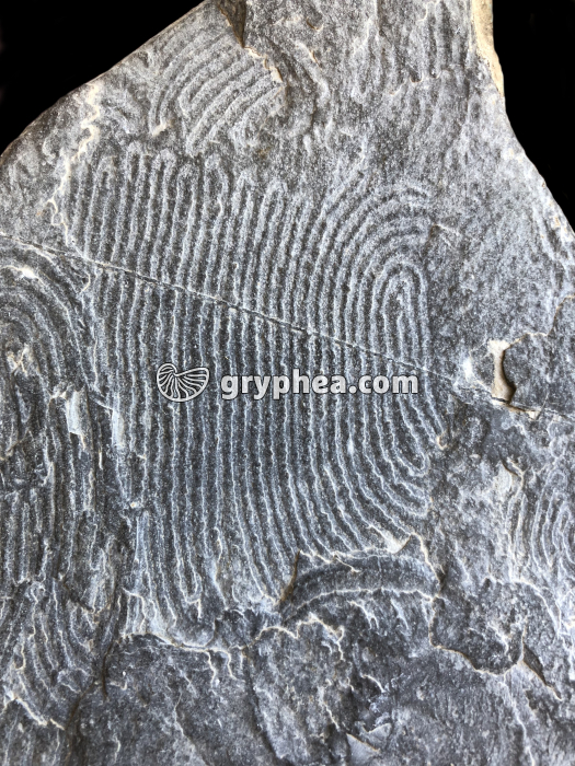 Flysch à Helmintoïdes - gryphea.org